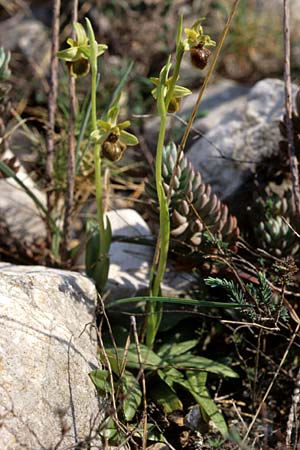 Ophrys massiliensis \ Marseille-Ragwurz, F  Marseille 19.3.1999 