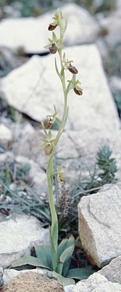 Ophrys massiliensis \ Marseille-Ragwurz, F  Marseille 19.3.1999 