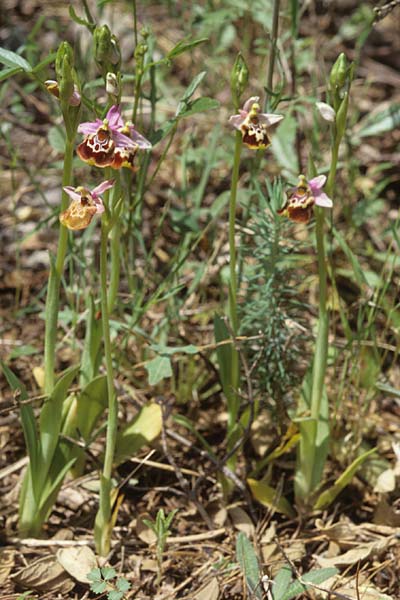 Ophrys montis-aviarii \ Mont-des-Oiseaux Hummel-Ragwurz / Mont-des-Oiseaux Bee Orchid, F  Dept. Var, Carqueiranne 13.5.1999 