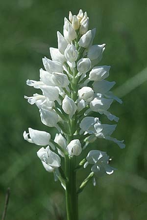 Orchis militaris farbvariante_color-variant \ Helm-Knabenkraut / Military Orchid, F  Causse du Larzac 5.6.2004 