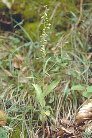 Epipactis helleborine subsp. minor / Small Broad-Leaved Helleborine, F  Vosges du Nord, Wingen-sur-Moder 5.8.2001 