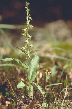 Epipactis helleborine subsp. minor / Small Broad-Leaved Helleborine, F  Vosges du Nord, Wingen-sur-Moder 5.8.2001 
