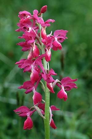 Orchis mascula x provincialis, F   Milobre de Bouisse 8.5.2000 