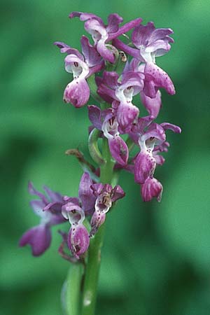 Orchis mascula x provincialis, F   Saint Affrique 27.5.2005 