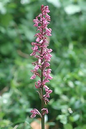 Orchis mascula x spitzelii, F   Jura 24.5.2003 