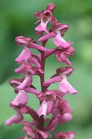 Orchis mascula x spitzelii, F   Jura 24.5.2003 