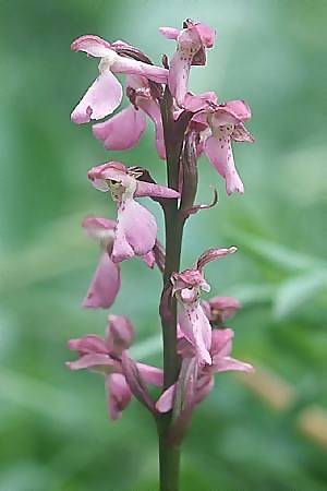 Orchis mascula x spitzelii, F   Jura 24.5.2003 