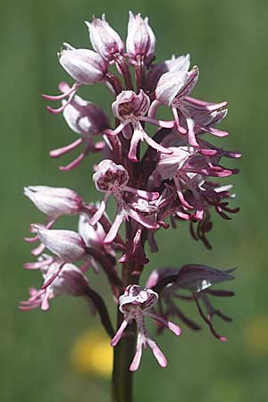 Orchis militaris x simia, F   Causse Noir 6.6.2004 