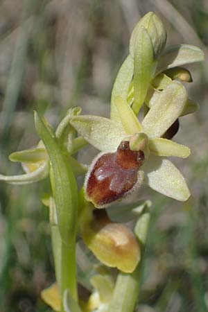 Ophrys araneola \ Kleine Spinnen-Ragwurz, F  Col de Homme Mort 3.5.2023 