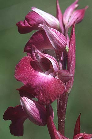 Anacamptis laxiflora x Serapias cordigera, F   Maures, La Motte 26.5.2005 
