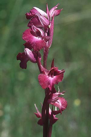 Anacamptis laxiflora x Serapias cordigera, F   Maures, La Motte 26.5.2005 