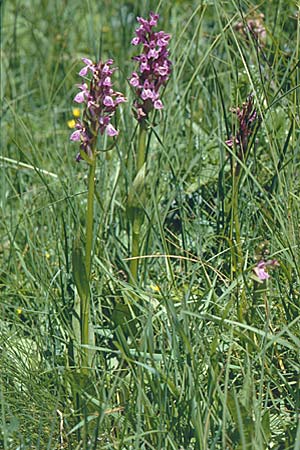 Dactylorhiza parvimajalis \ Kleinfleckige Fingerwurz, Kleinfleckiges Knabenkraut / Small May Orchid, F  Collet de Allevard 21.7.2001 