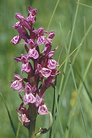 Dactylorhiza parvimajalis \ Kleinfleckige Fingerwurz, Kleinfleckiges Knabenkraut / Small May Orchid, F  Collet de Allevard 21.7.2001 