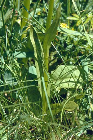 Dactylorhiza parvimajalis \ Kleinfleckige Fingerwurz, Kleinfleckiges Knabenkraut / Small May Orchid, F  Collet de Allevard 21.7.2001 