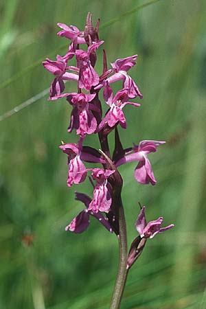 Dactylorhiza parvimajalis \ Kleinfleckige Fingerwurz, Kleinfleckiges Knabenkraut / Small May Orchid, F  Collet de Allevard 29.6.2002 