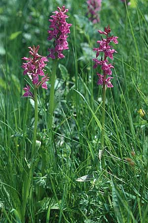 Dactylorhiza parvimajalis \ Kleinfleckige Fingerwurz, Kleinfleckiges Knabenkraut / Small May Orchid, F  Collet de Allevard 29.6.2002 