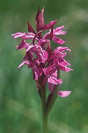 [click] Dactylorhiza parvimajalis, F   Collet de Allevard 29.6.2002 