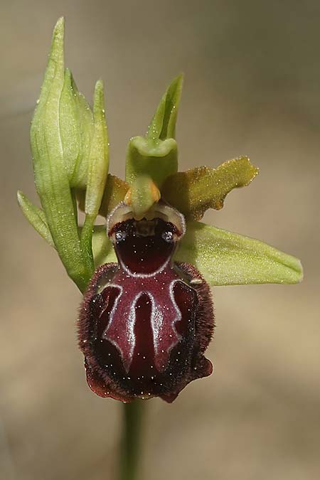 Ophrys garganica subsp. passionis x provincialis, F   Chaine du l'Estaque 22.3.2024 (Photo: Helmut Presser)