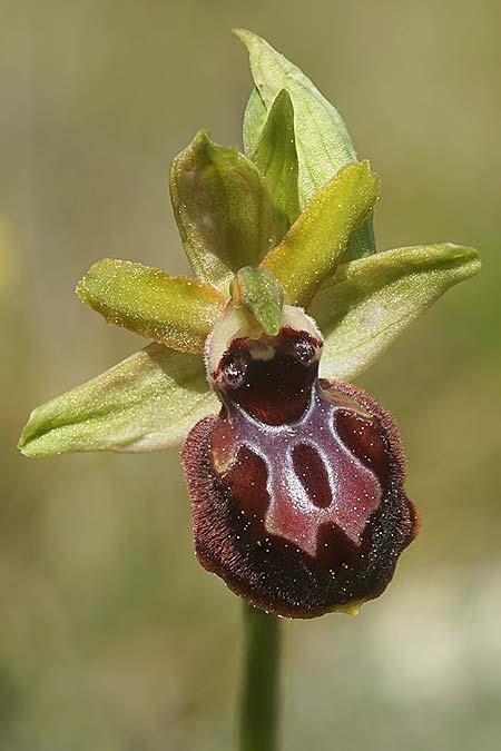Ophrys garganica subsp. passionis x provincialis, F   Chaine du l'Estaque 22.3.2024 (Photo: Helmut Presser)