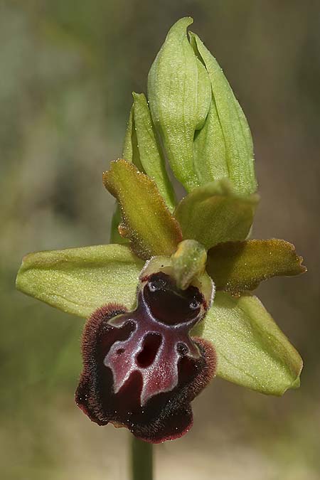 Ophrys garganica subsp. passionis x provincialis, F   Chaine du l'Estaque 22.3.2024 (Photo: Helmut Presser)