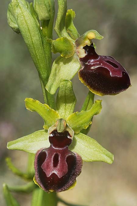 Ophrys garganica subsp. passionis x provincialis, F   Martigues 4.4.2024 (Photo: Helmut Presser)