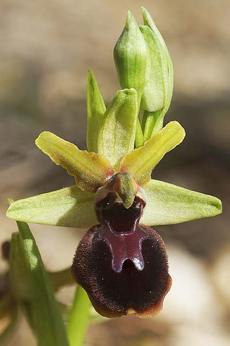 Ophrys garganica subsp. passionis x provincialis, F   Martigues 4.4.2024 (Photo: Helmut Presser)