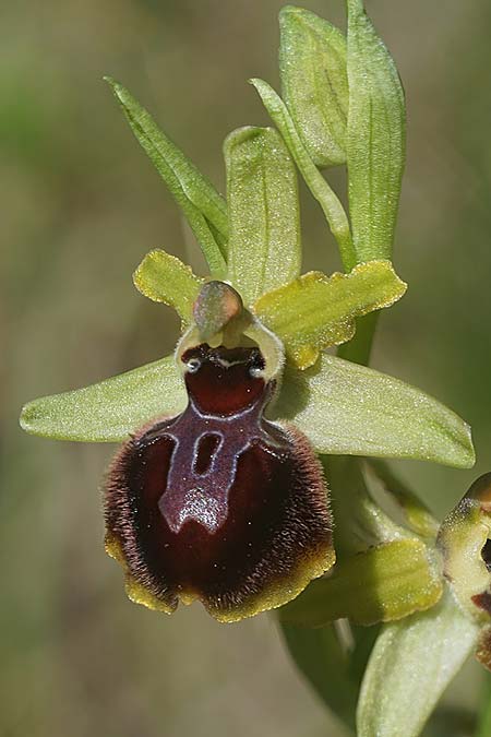 Ophrys garganica subsp. passionis x provincialis, F   Martigues 4.4.2024 (Photo: Helmut Presser)