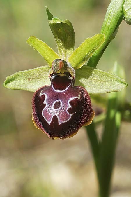 Ophrys garganica subsp. passionis x provincialis, F   Martigues 4.4.2024 (Photo: Helmut Presser)