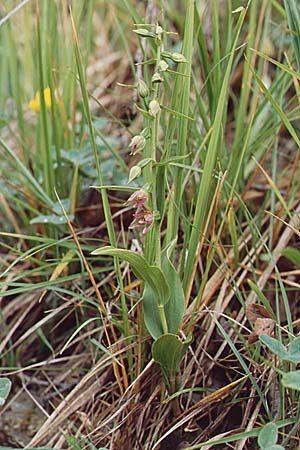 Epipactis placentina \ Piacenza-Ständelwurz / Piacenza Helleborine, F  Allevard 28.6.1998 