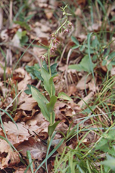 Epipactis placentina \ Piacenza-Ständelwurz / Piacenza Helleborine, F  Allevard 28.6.1998 