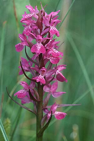Dactylorhiza Hybrid-Population Praubert, F  Haute-Savoie 27.6.1998 