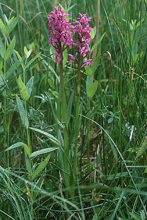Dactylorhiza Hybrid-Population Praubert, F  Haute-Savoie 27.6.1998 