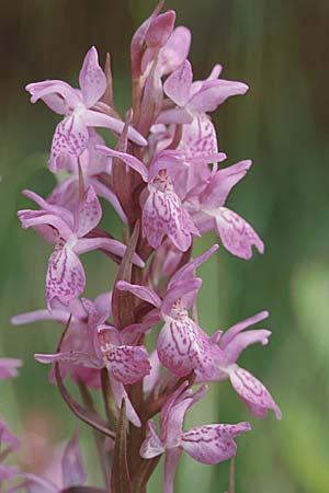 Dactylorhiza Hybrid-Population Praubert, F  Haute-Savoie 27.6.1998 