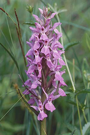 Dactylorhiza Hybrid-Population Praubert, F  Haute-Savoie 27.6.1998 