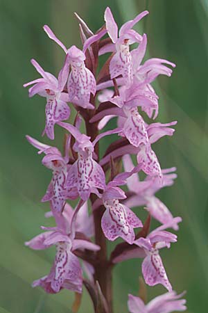 Dactylorhiza Hybrid-Population Praubert, F  Haute-Savoie 27.6.1998 