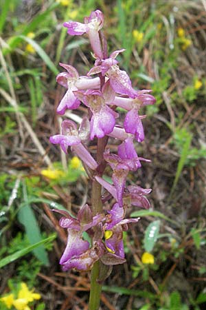 Orchis pallens x spitzelii, F   Col de l'Allimas 17.5.2007 
