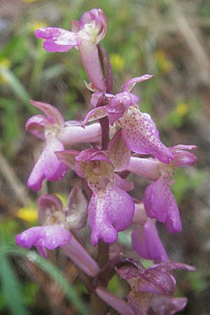 Orchis pallens x spitzelii, F   Col de l'Allimas 17.5.2007 