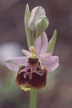Ophrys linearis \ Lang-Petalige Ragwurz, F  Chaine du l'Estaque 17.4.1999 