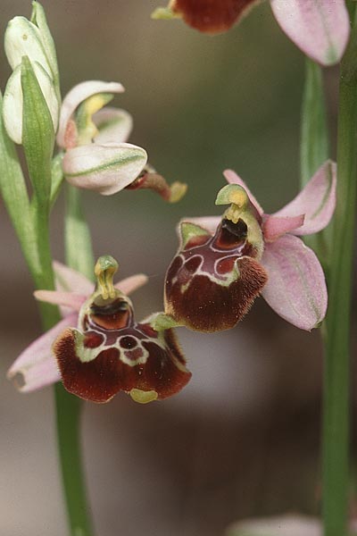 Ophrys linearis \ Lang-Petalige Ragwurz, F  Chaine du l'Estaque 17.4.1999 