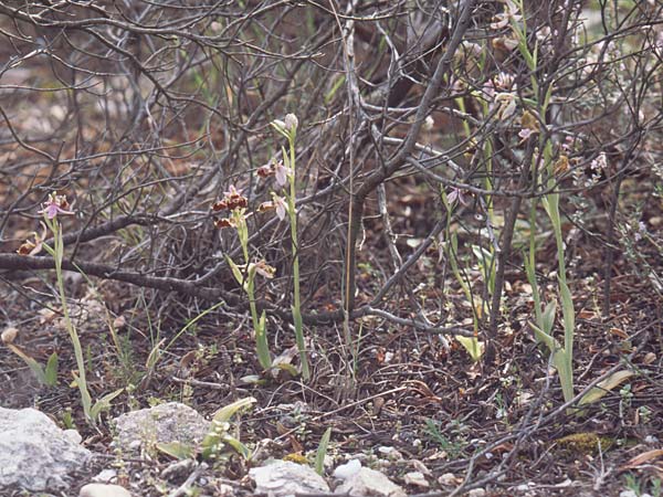 Ophrys linearis \ Lang-Petalige Ragwurz, F  Chaine du l'Estaque 17.4.1999 