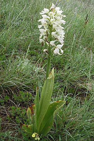 Orchis purpurea farbvariante_color-variant \ Purpur-Knabenkraut, F  Severac-le-Chateau 16.5.2007 