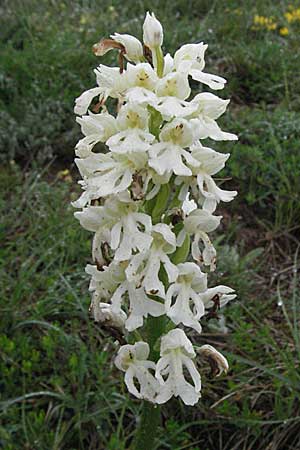 Orchis purpurea farbvariante_color-variant \ Purpur-Knabenkraut, F  Severac-le-Chateau 16.5.2007 