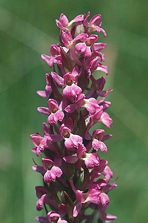 Dactylorhiza parvimajalis x Pseudorchis albida, F   Collet de Allevard 29.6.2002 