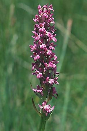 Dactylorhiza parvimajalis x Pseudorchis albida, F   Collet de Allevard 29.6.2002 