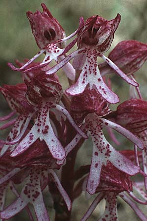 Orchis purpurea x simia, F   Moustiers-S.-Marie 12.5.1984 