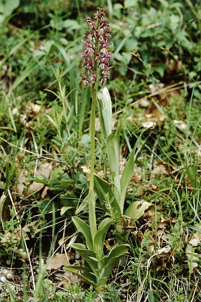 Orchis purpurea x simia, F   Dept. Gers, Masseube 8.5.2000 
