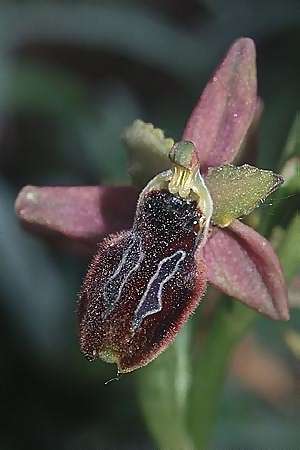 Ophrys garganica subsp. passionis x splendida, F   Chaine du l'Estaque 14.4.2001 
