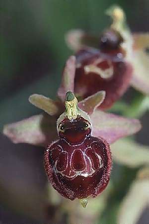 Ophrys provincialis x scolopax, F   Maures, La Rouquaire 11.5.2002 