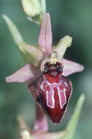 Ophrys garganica subsp. passionis x splendida, F   S.Cyr-sur-Mer 20.4.2003 