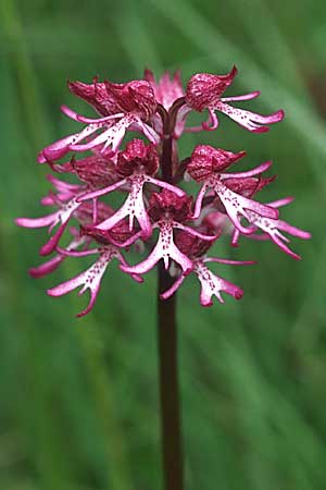 Orchis purpurea x simia, F   Chambery 4.5.2004 